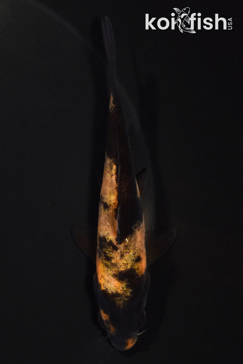 4" KI UTSURI