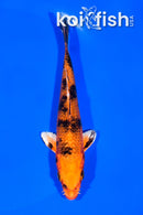 5.5" ORENJI BEKKO