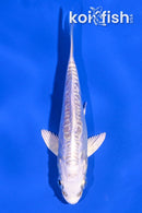 4" DOITSU PLATINUM OGON