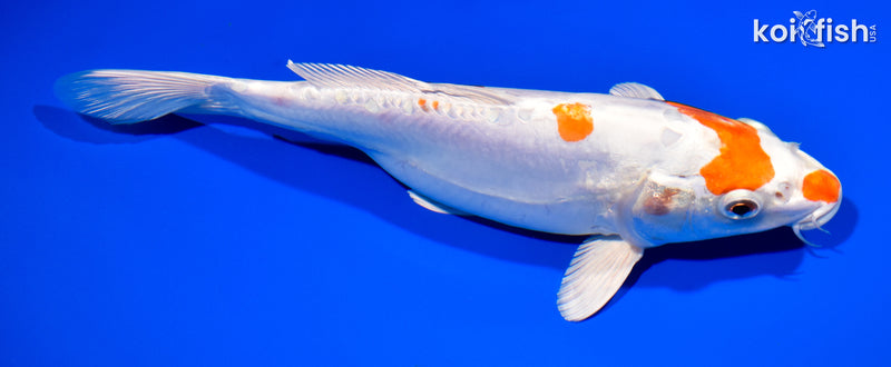 11" KIKUSUI