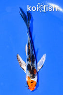 4.5" YAMATO NISHIKI BUTTERFLY