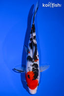 8" SANKE