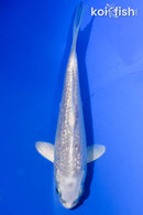 4.5" GINRIN PLATINUM OGON