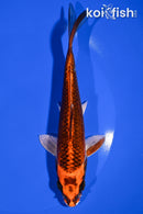 6.75" BENI GINGA