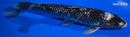 9.5" GINRIN MATSUKAWABAKE