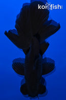 4.5" FANTAIL BLACK MOOR GOLDFISH