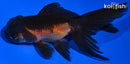 4.5" ORANDA GOLDFISH