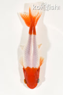 6.25" WAKIN GOLDFISH