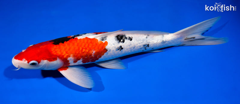 14.5" GINRIN SANKE