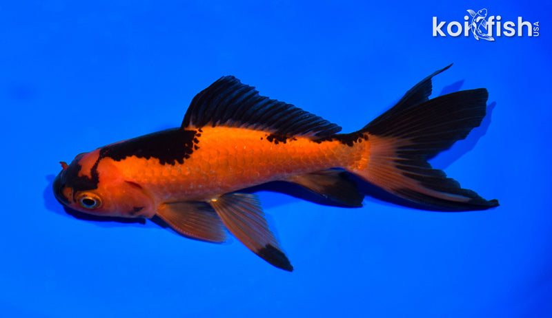 6.25" WATONAI GOLDFISH