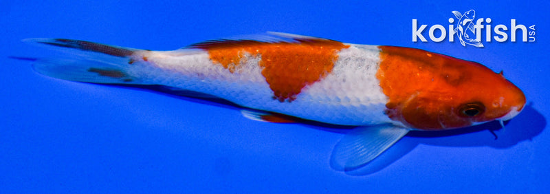 5" GOROMO