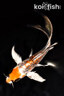 7" GINRIN DOITSU KUJAKU BUTTERFLY