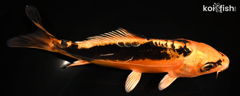 8.25" BENI KIKOKURYU