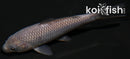 4.5" SORAGOI