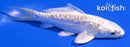 4" DOITSU PLATINUM OGON