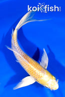 7" LEMON HARIWAKE BUTTERFLY