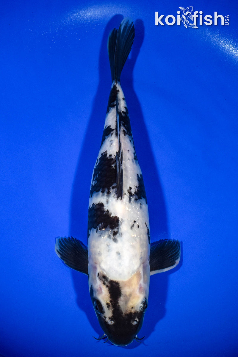 12.5" SHIRO UTSURI