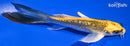 5.75" GINRIN KIN KI MATSUBA BUTTERFLY