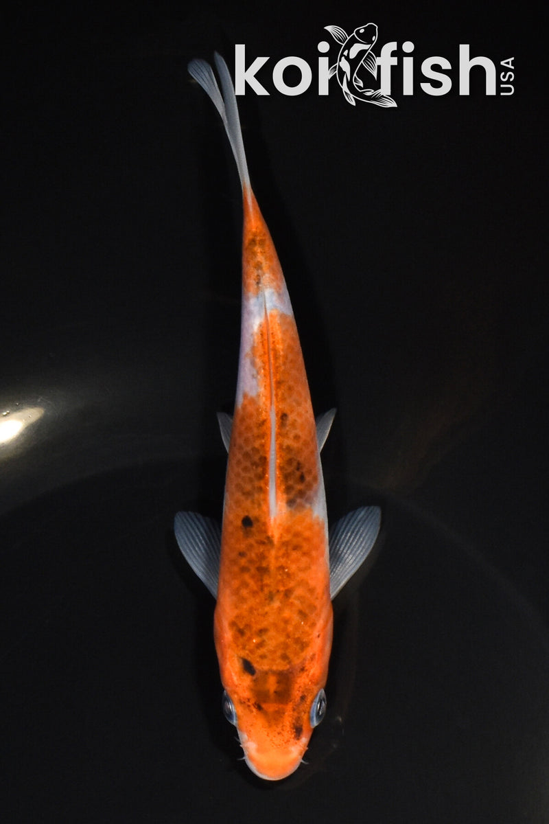 5.25" GOROMO