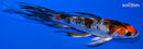 5.25" BENI KIKOKURYU BUTTERFLY