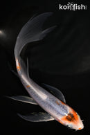 5.5" METALLIC GOROMO BUTTERFLY