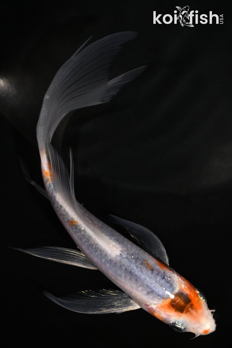 5.5" METALLIC GOROMO BUTTERFLY