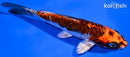 5.75" BENI KIKOKURYU