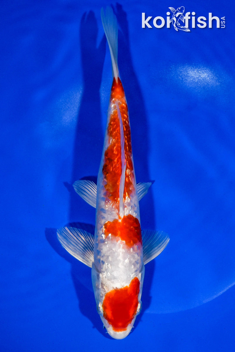 10" GINRIN KOHAKU