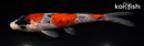 6" GINRIN GOSHIKI SANKE