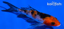 4" SANKE BUTTERFLY
