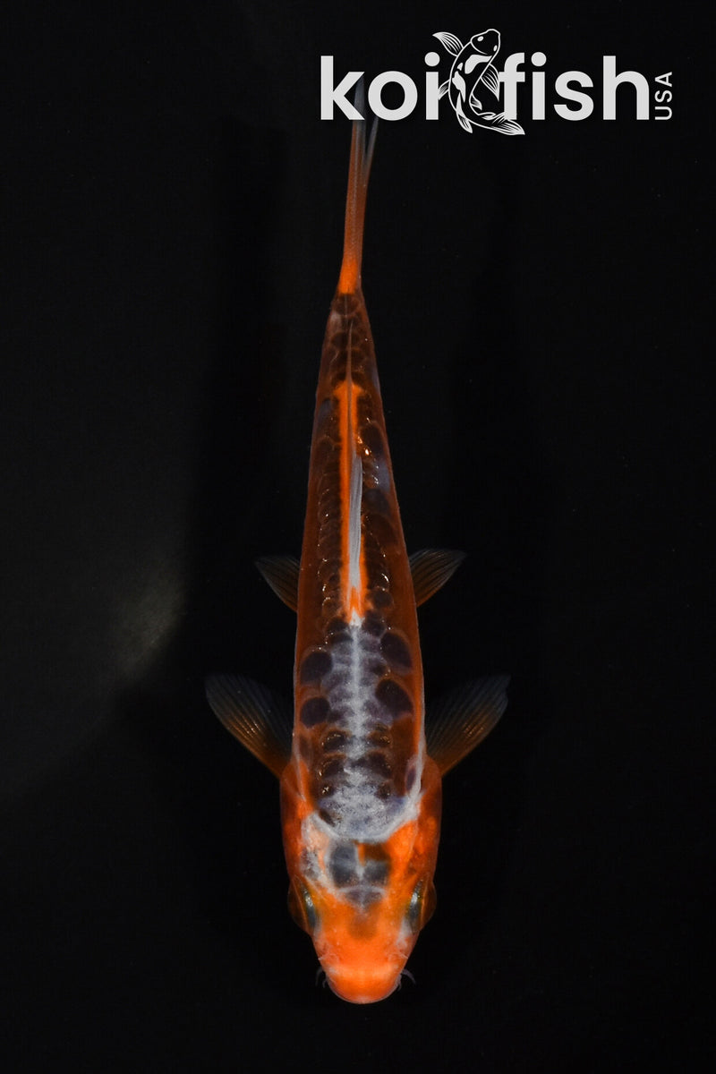 4" HI SHUSUI