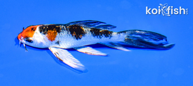 4.5" YAMATO NISHIKI BUTTERFLY