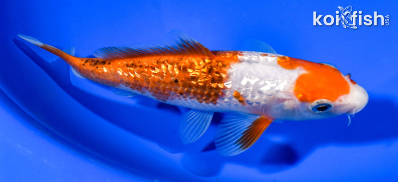 6.25" GINRIN GOROMO
