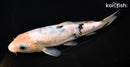 6.75" GINRIN SHIRO BEKKO