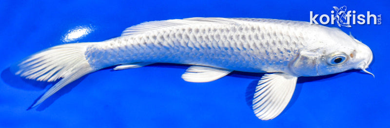 7" PLATINUM OGON