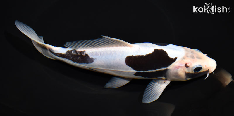8" KUMONRYU
