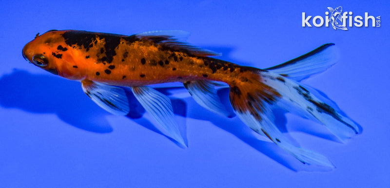 5" WAKIN GOLDFISH