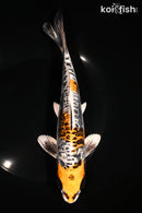 8.75" GINRIN ARAGOKE BENI KIKOKURYU