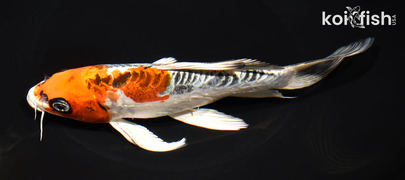 7.5" DOITSU KUJAKU BUTTERFLY