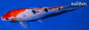8.25" SANKE