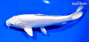 9" DOITSU PLATINUM OGON
