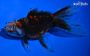 5.25" CALICO ORANDA GOLDFISH