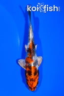 5.75" KIN SHOWA