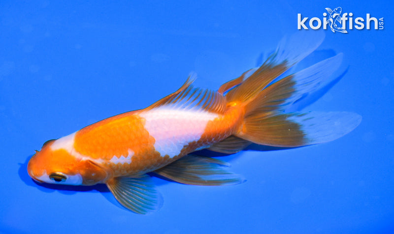 6.25" WAKIN GOLDFISH