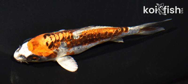 4.75" GINRIN ARAGOKE BENI KIKOKURYU