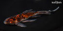 8.5" SHUBUNKIN GOLDFISH