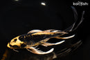 10" KIN KIKOKURYU BUTTERFLY