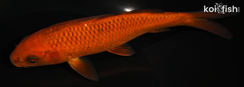 6.25" CHAGOI