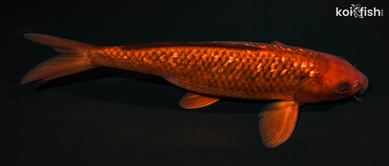 11.25" GINRIN CHAGOI