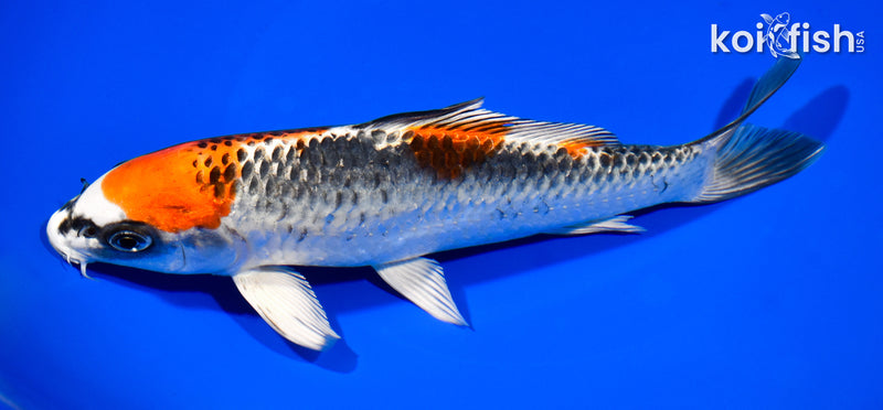 7.75" KUJAKU